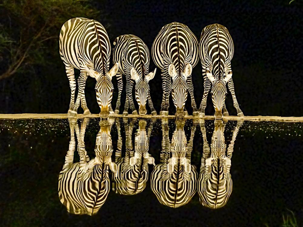 zebres photographie benoît feron