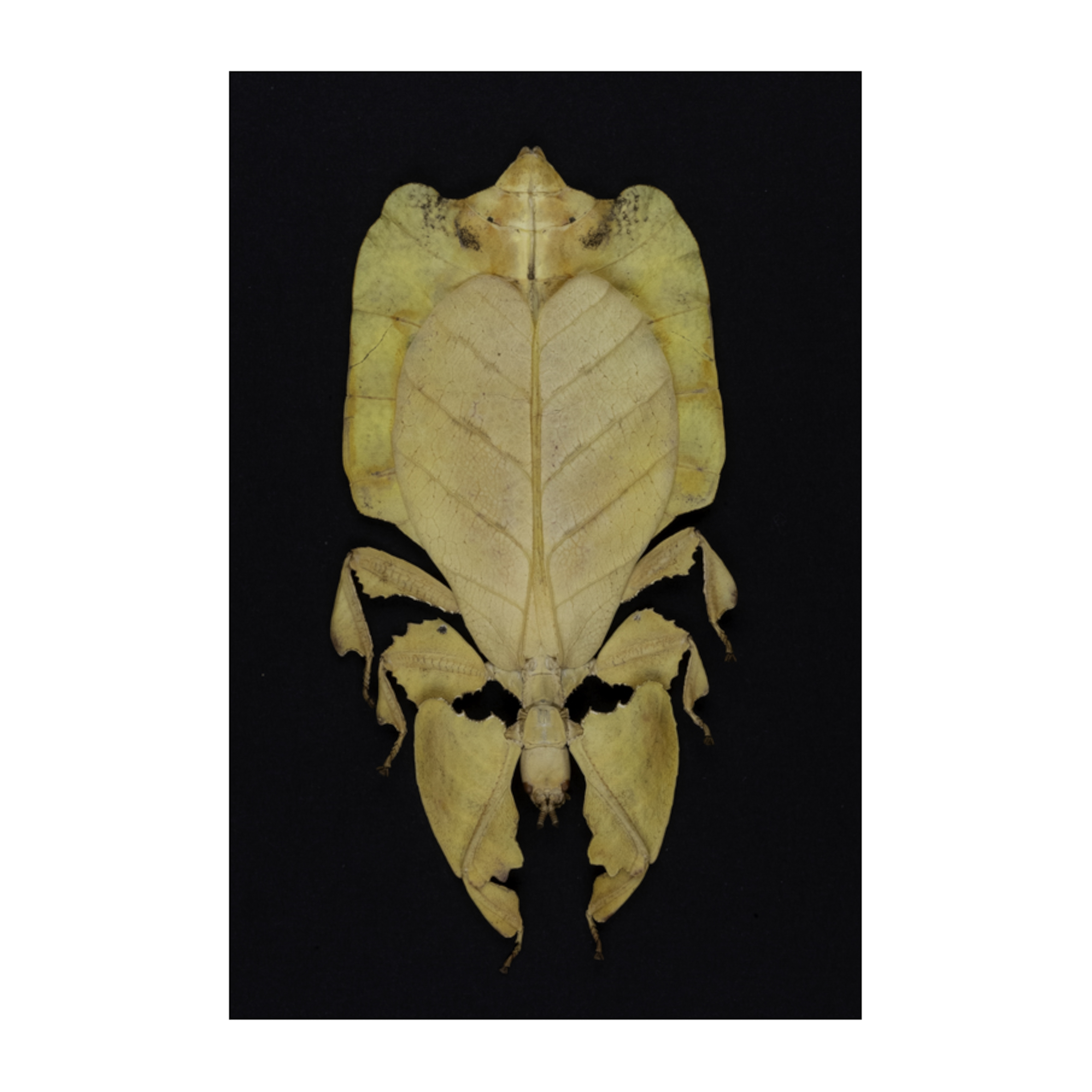 Insectum - Le masque - Phasme jaune