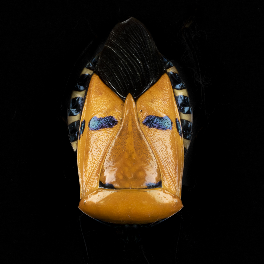 Insectum - Le masque