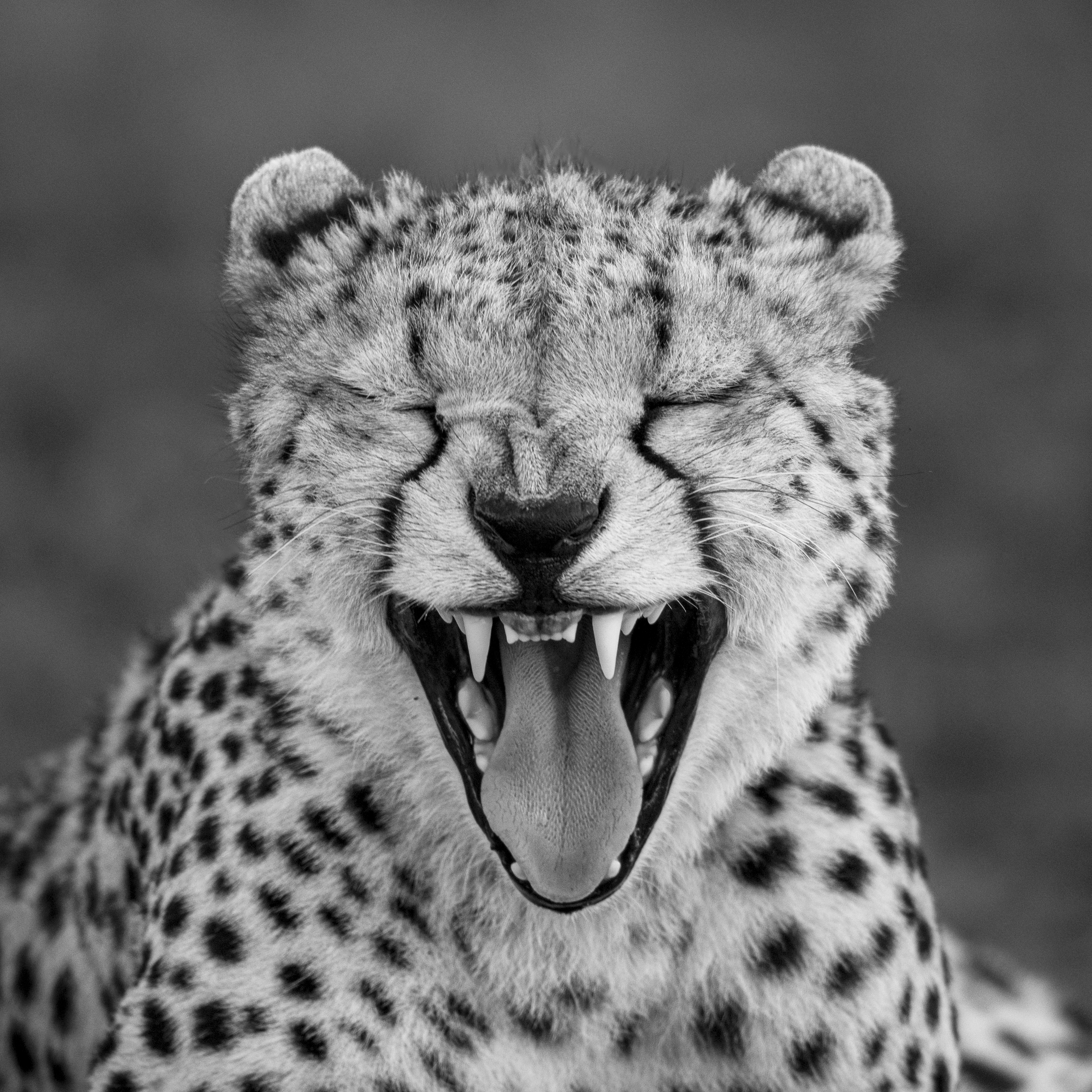 Black and white wildlife photo of a cheetah yawning.