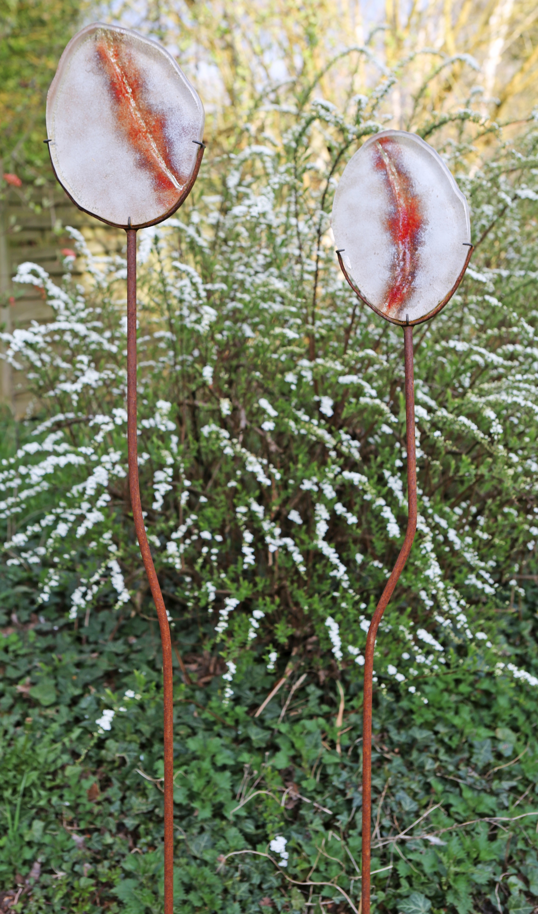 Scarifications, in my garden