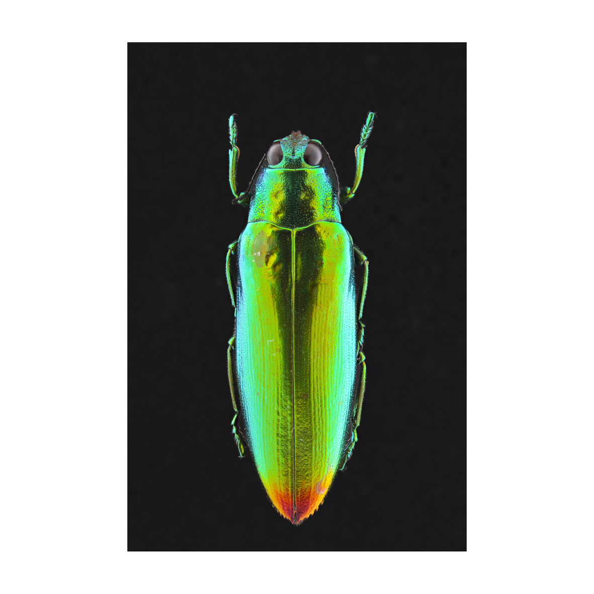 Insectum - Chrysichroa Dascilloidea Stermoxia - Thaïland