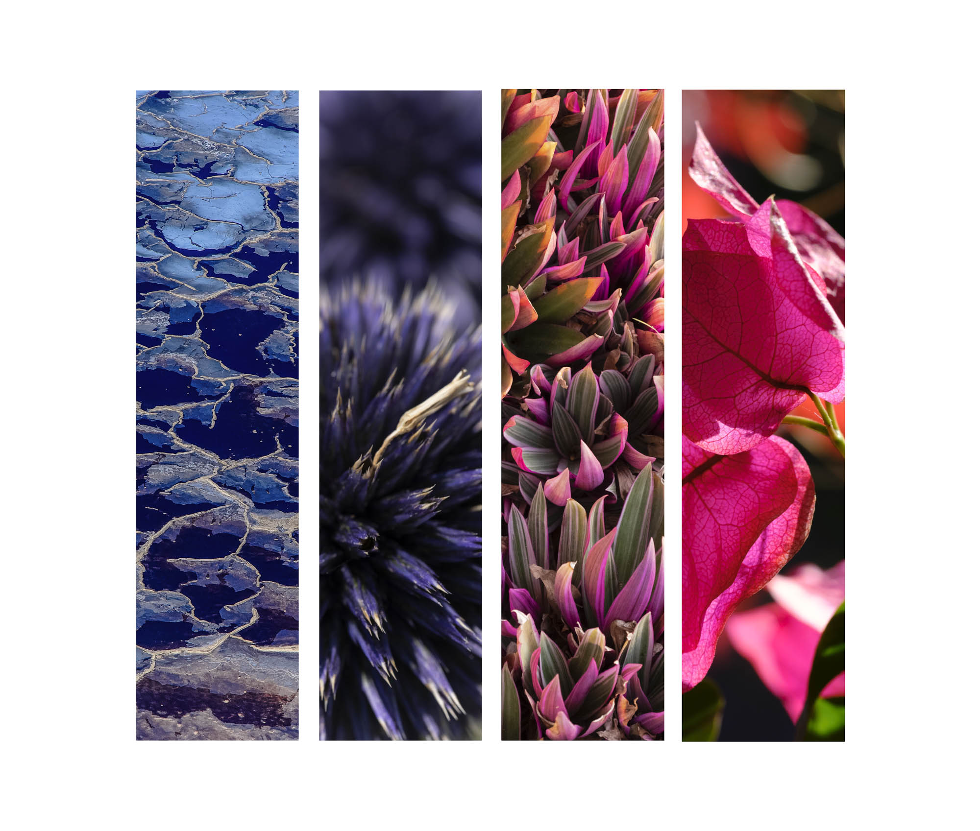 Cette composition de 4 verticalités joue la gamme des tons roses aux tons bleus dans un jeu de graphisme floral.