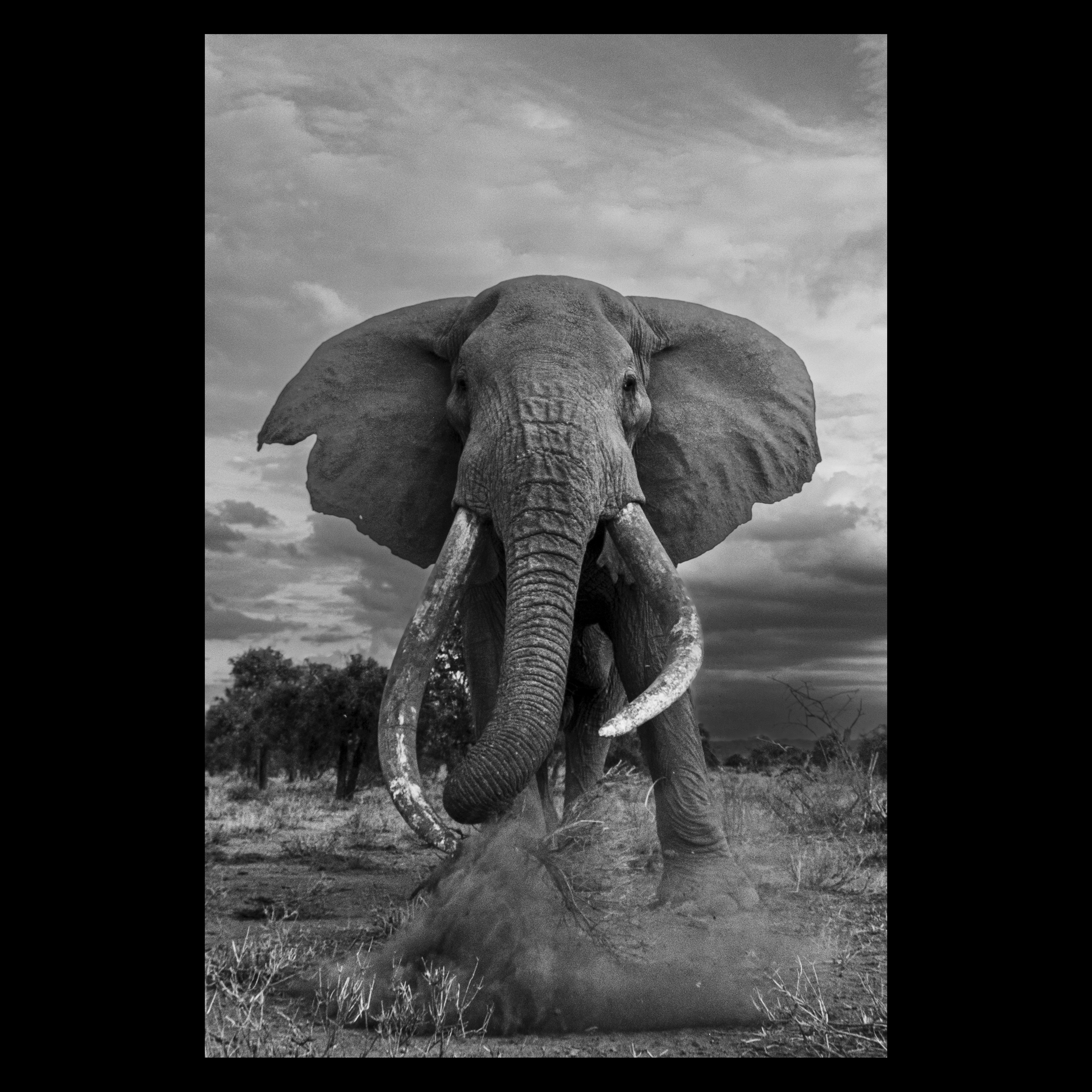 Black and white wildlife photo of Craig, one of Kenya's oldest elephants eating branches.