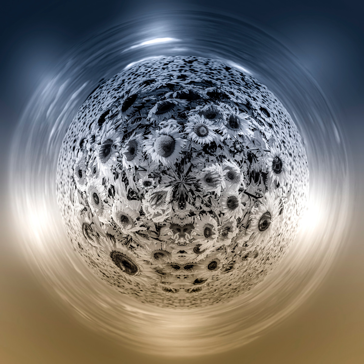 Photographie Galaxie Tournesols de Paul Marnef – tournesols en noir et blanc aux reflets bleus et orange flottant dans un univers surréaliste, tirage d’art en édition limitée