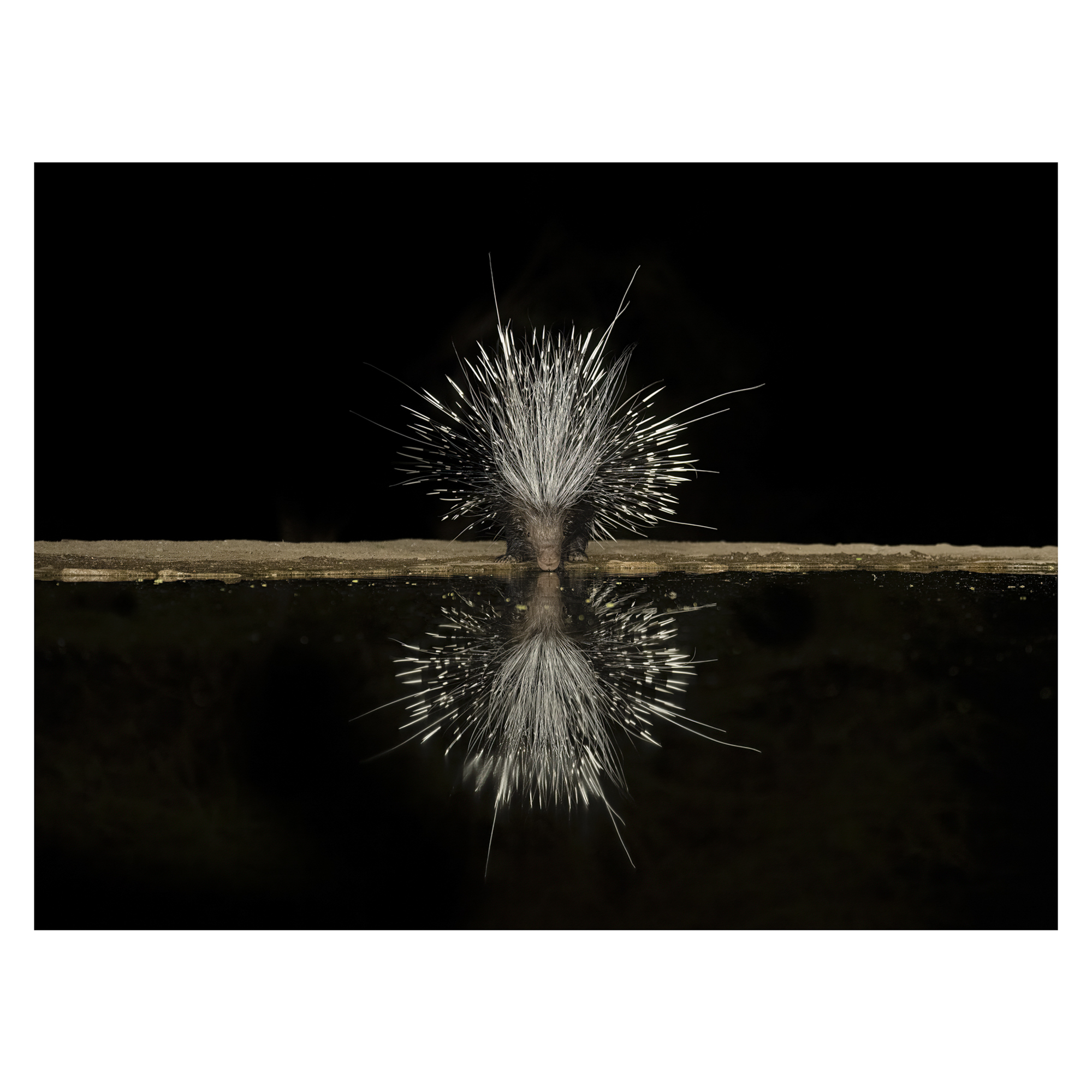 Hystricidae