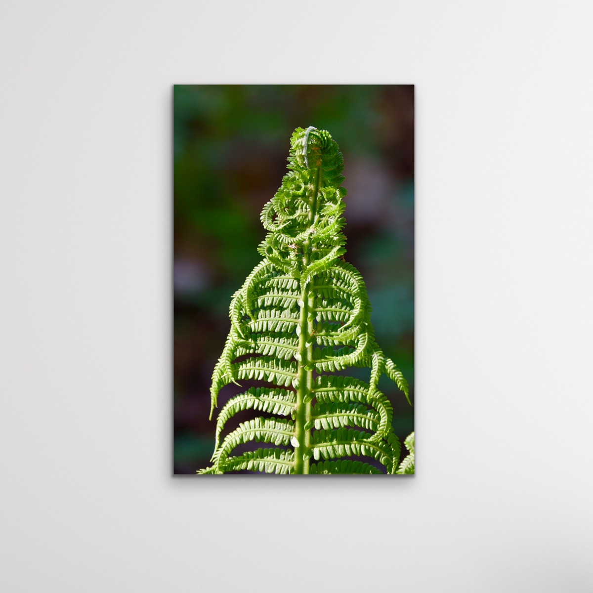 "SÔfia", herverbinding met de natuur