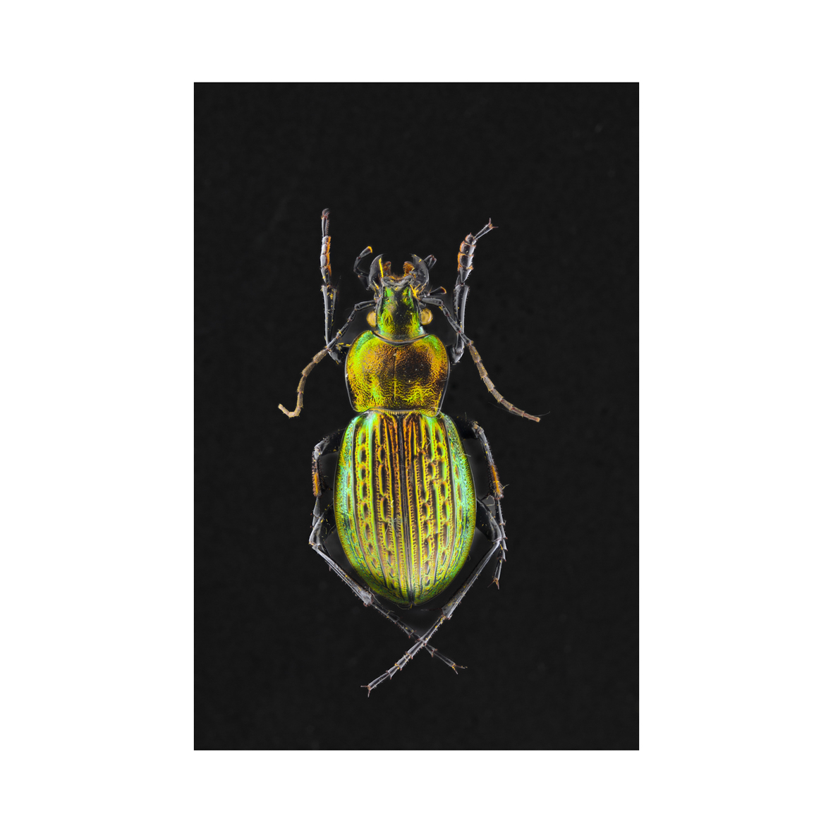 Insectum - Sturovo Boheme Tcheque