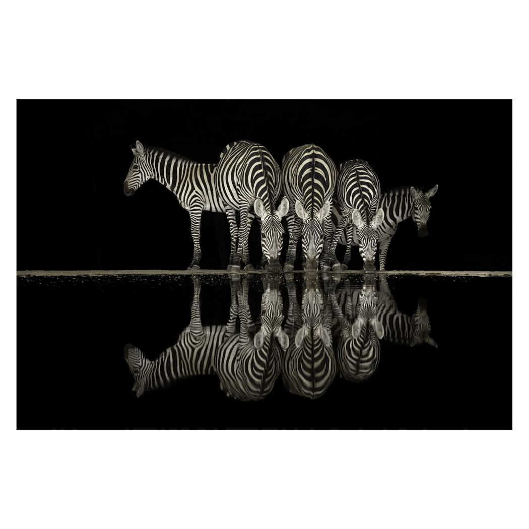 The night of the zebras