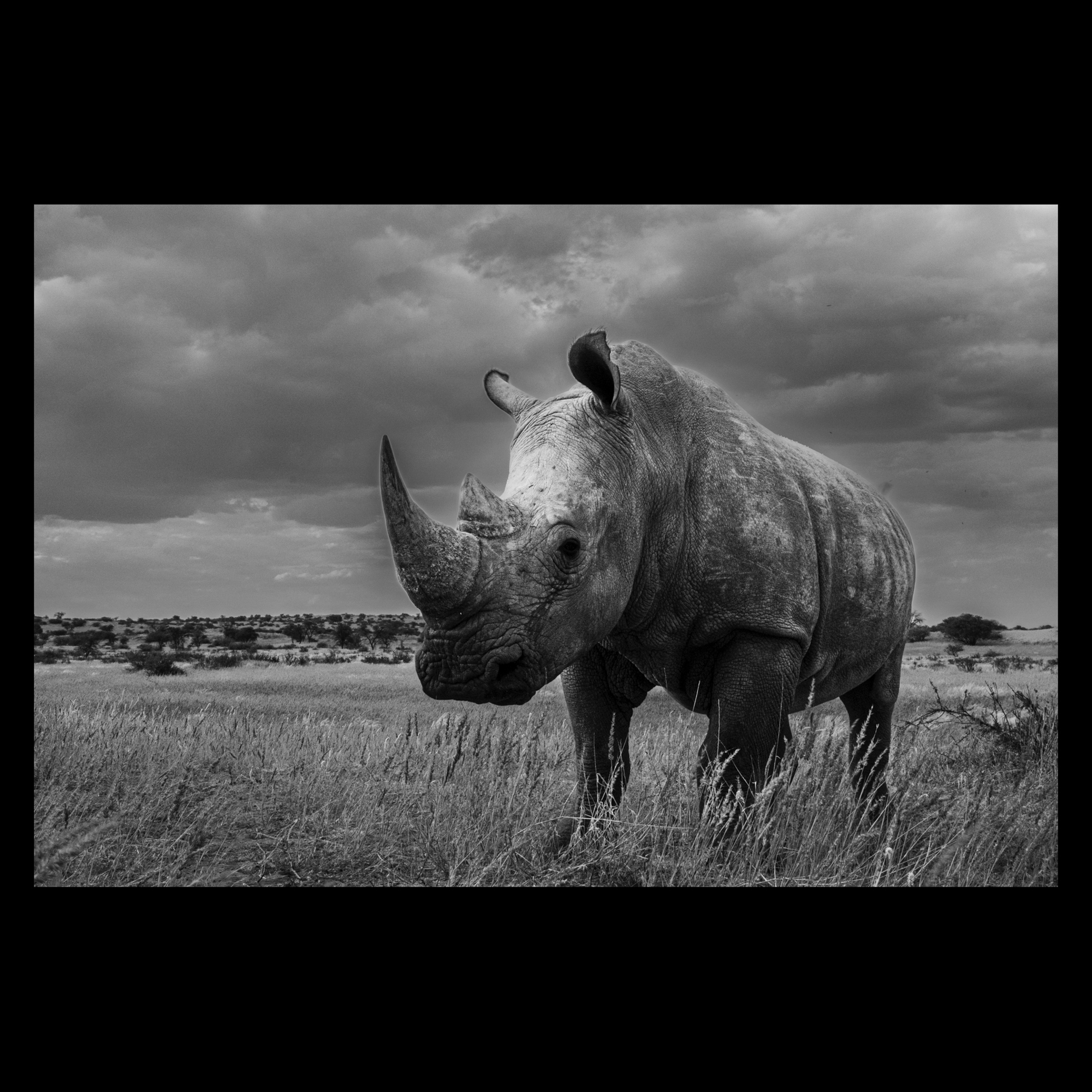 Rhinocéros