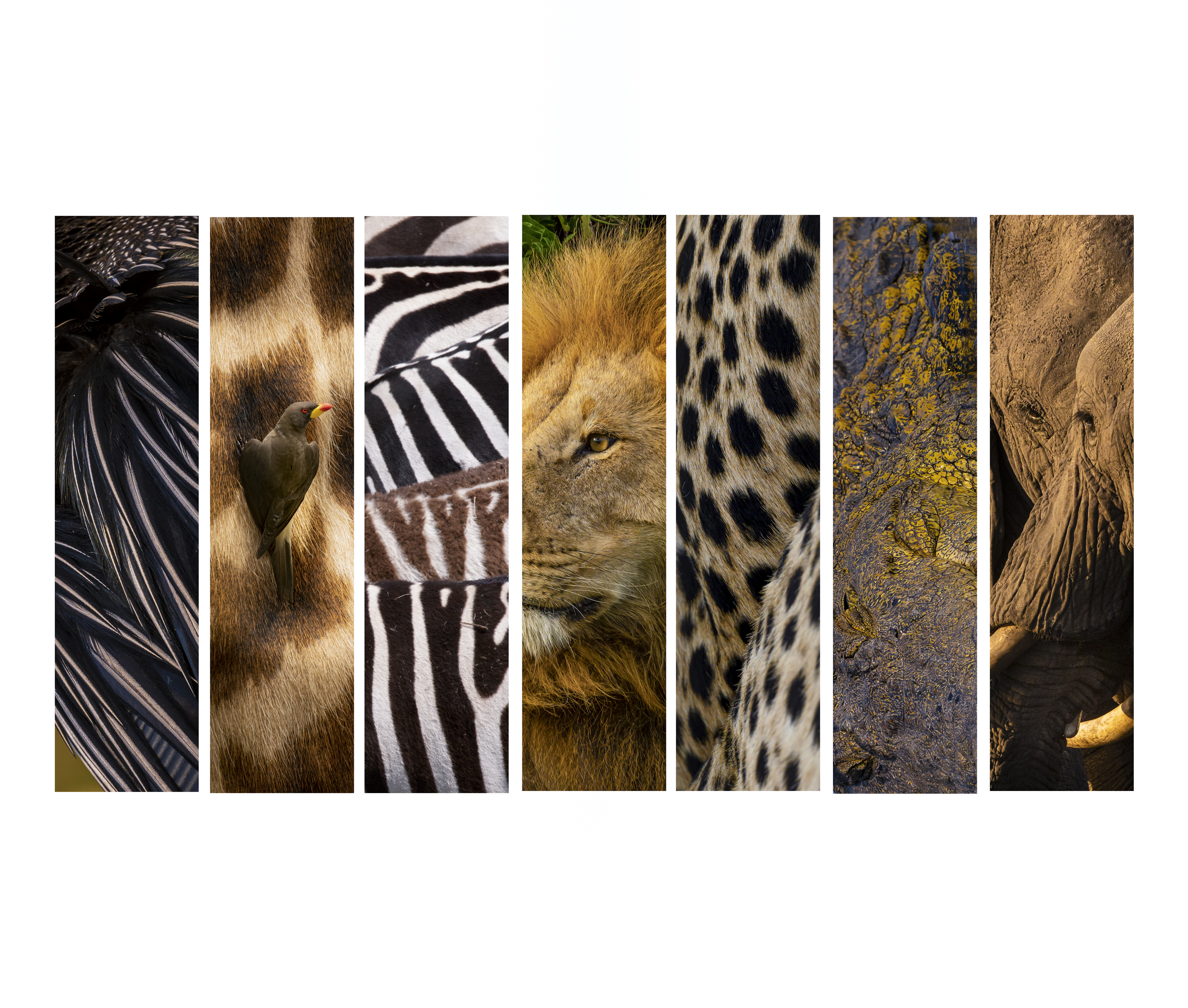 Laissez vous surprendre par le graphisme de la faune africaine