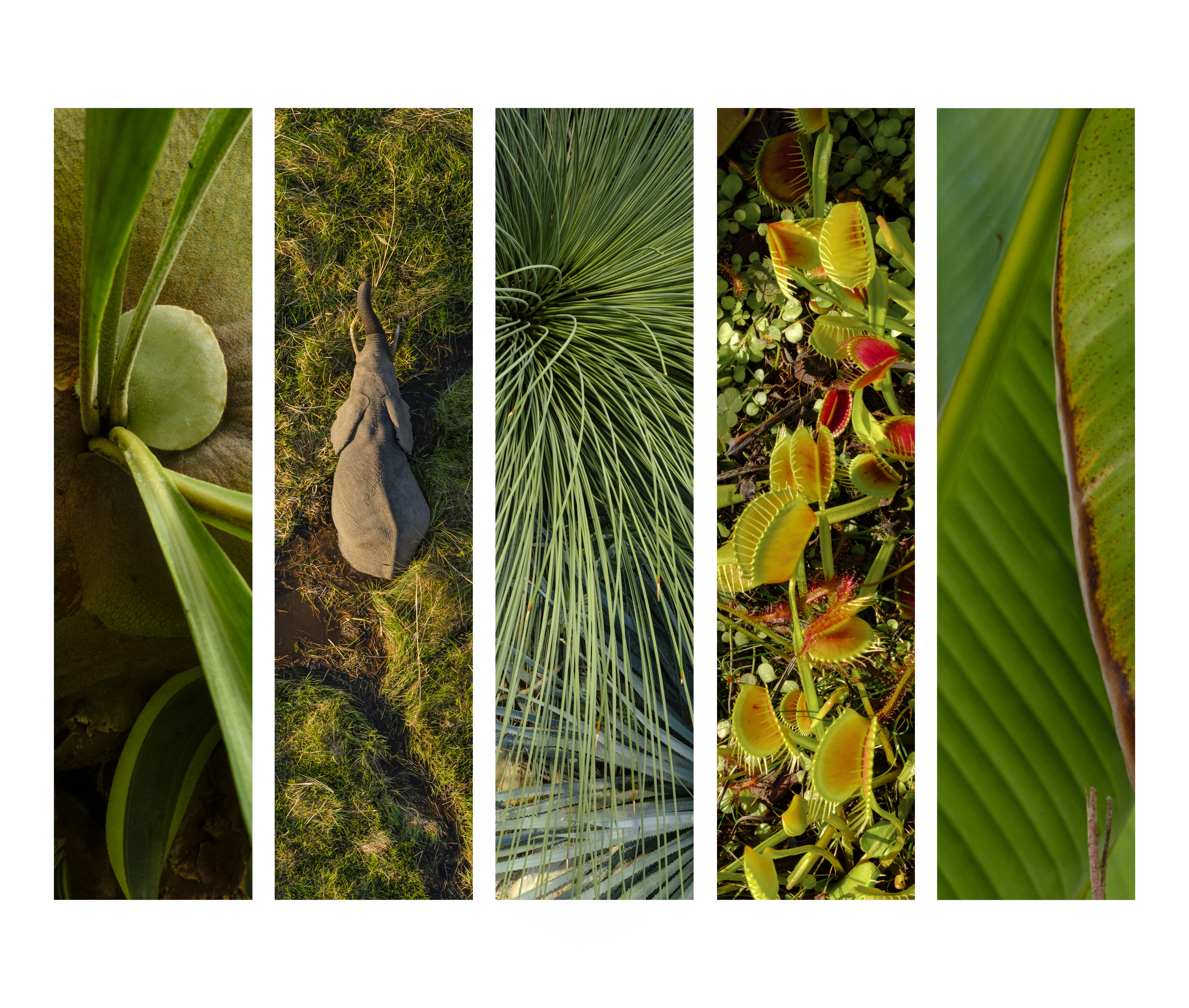 Jungle call vous emporte dans un jeu de graphisme et de texture verts offerts par la nature sauvage