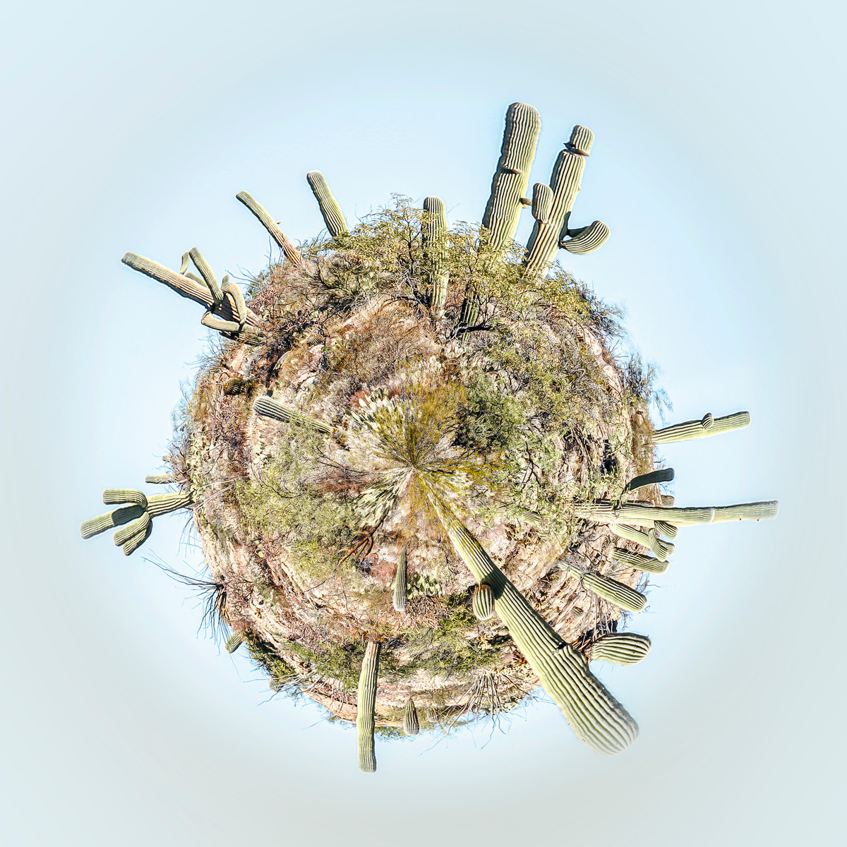 Œuvre intitulée "Monde Aride" de Paul Marnef, montrant une planète sphérique couverte de cactus dans un environnement désertique.