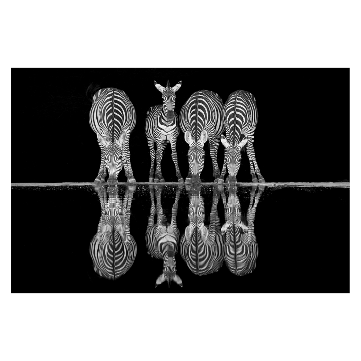 Zebra reflection