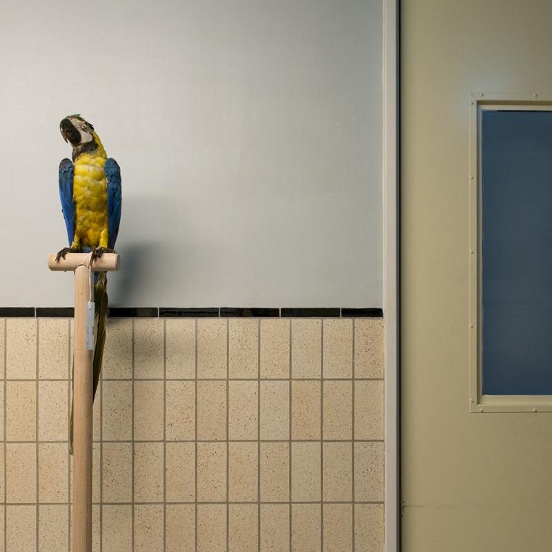 russian parrots