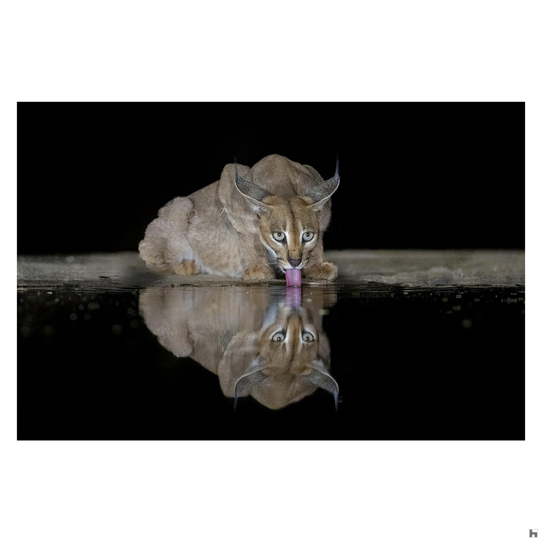 The caracal