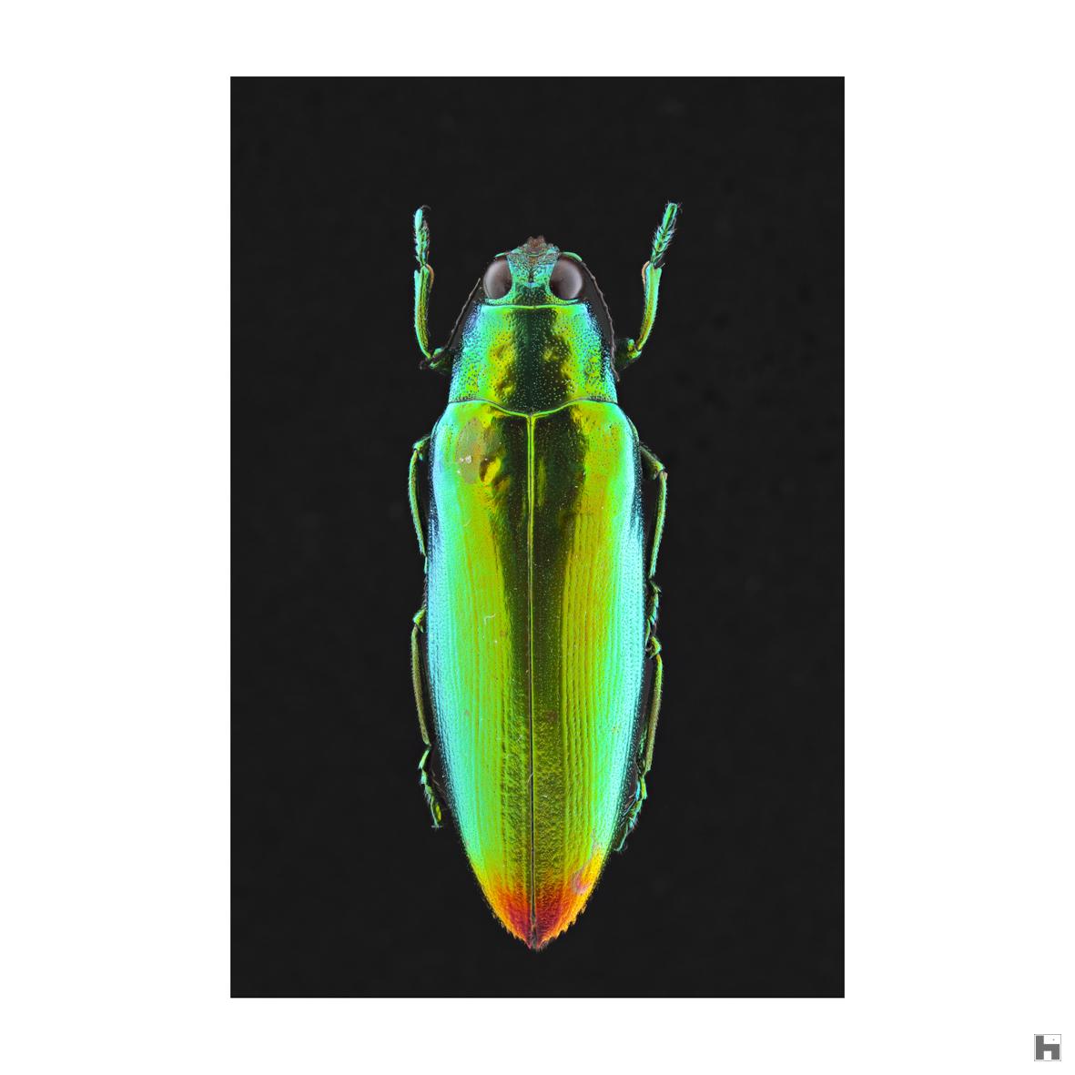 Insectum - Chrysichroa Dascilloidea Stermoxia - Thaïland