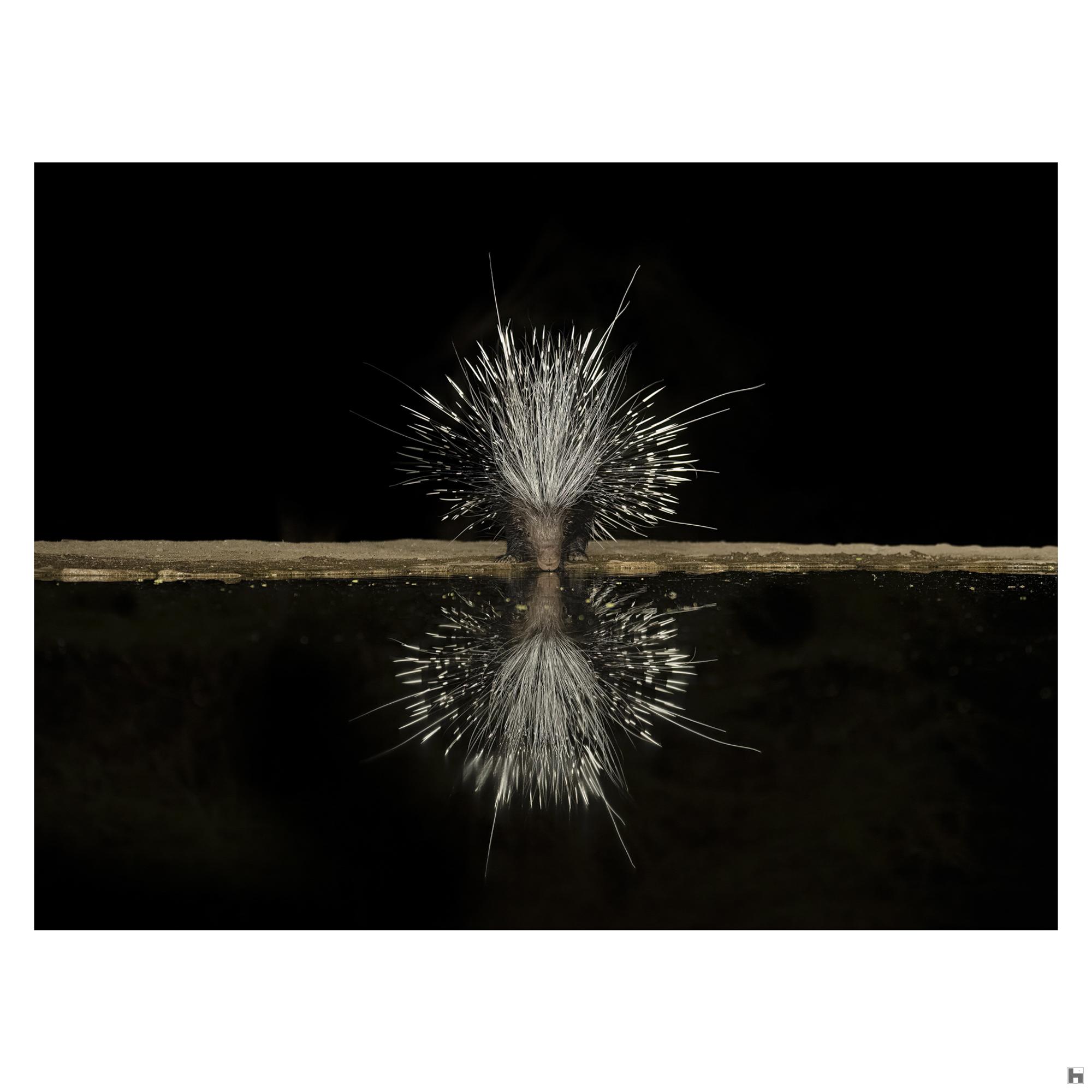 Hystricidae