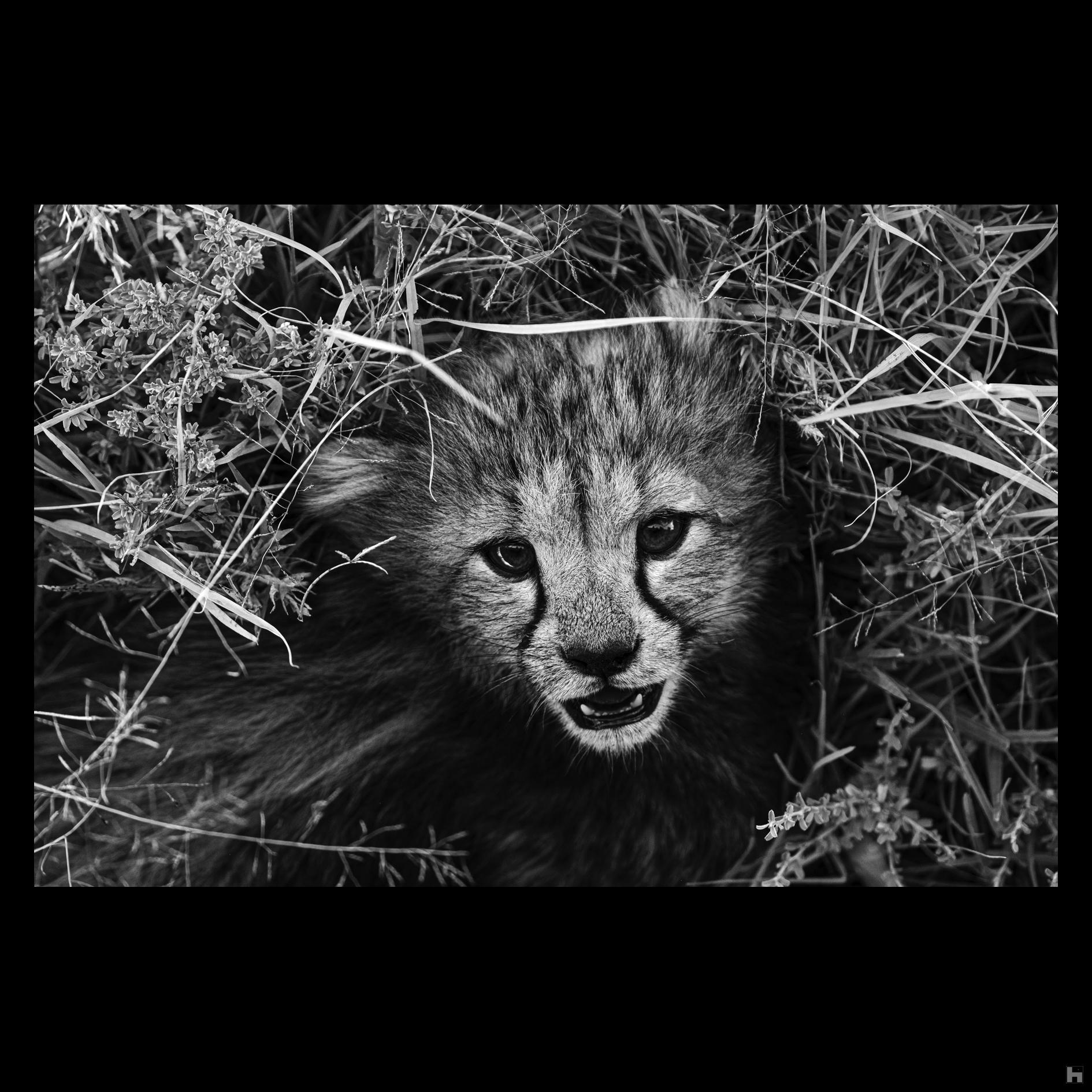 Les petits du Masaï Mara - Le guépard 