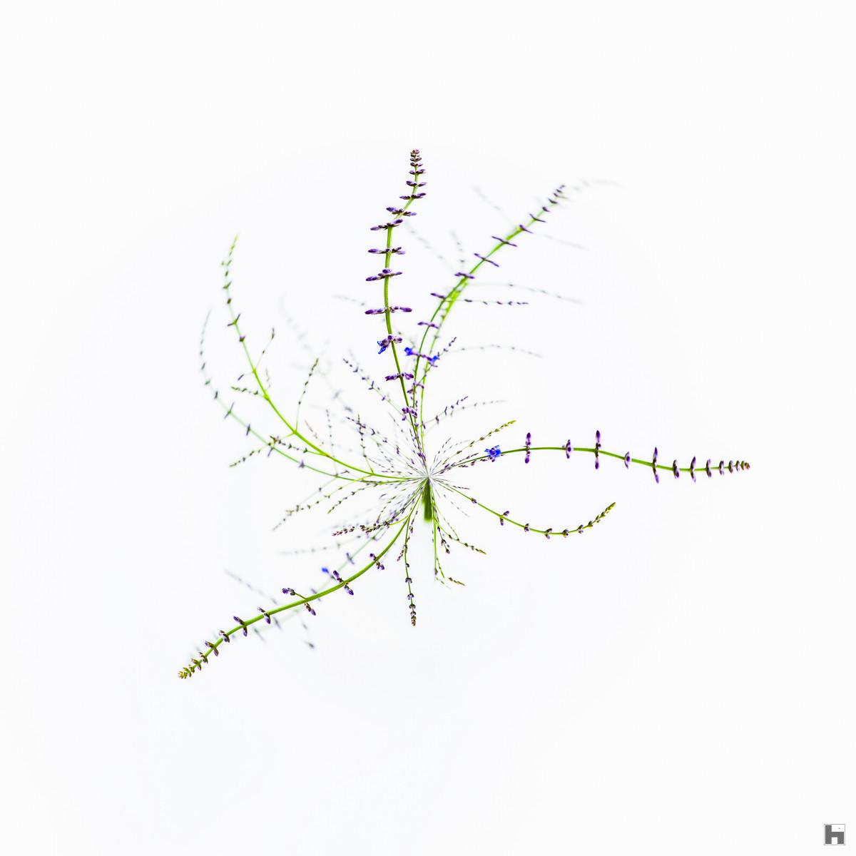 Photographie artistique "Lignes de Vie" de Paul Marnef, montrant des brins végétaux se déployant en motifs géométriques fins sur un fond blanc, issue de la série "Planètes Imaginaires", disponible en finition Chromaluxe et en édition limitée.