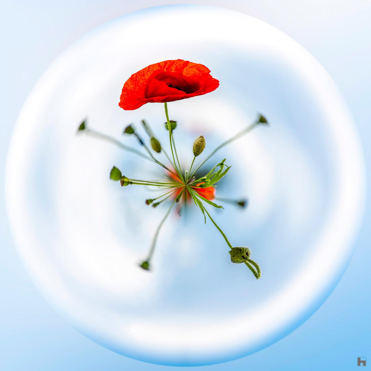 Photographie artistique d'une fleur de coquelicot rouge vibrant au centre d'un univers circulaire épuré, création de Paul Marnef issue de la série "Planètes Imaginaires", disponible en finition Chromaluxe et en édition limitée.