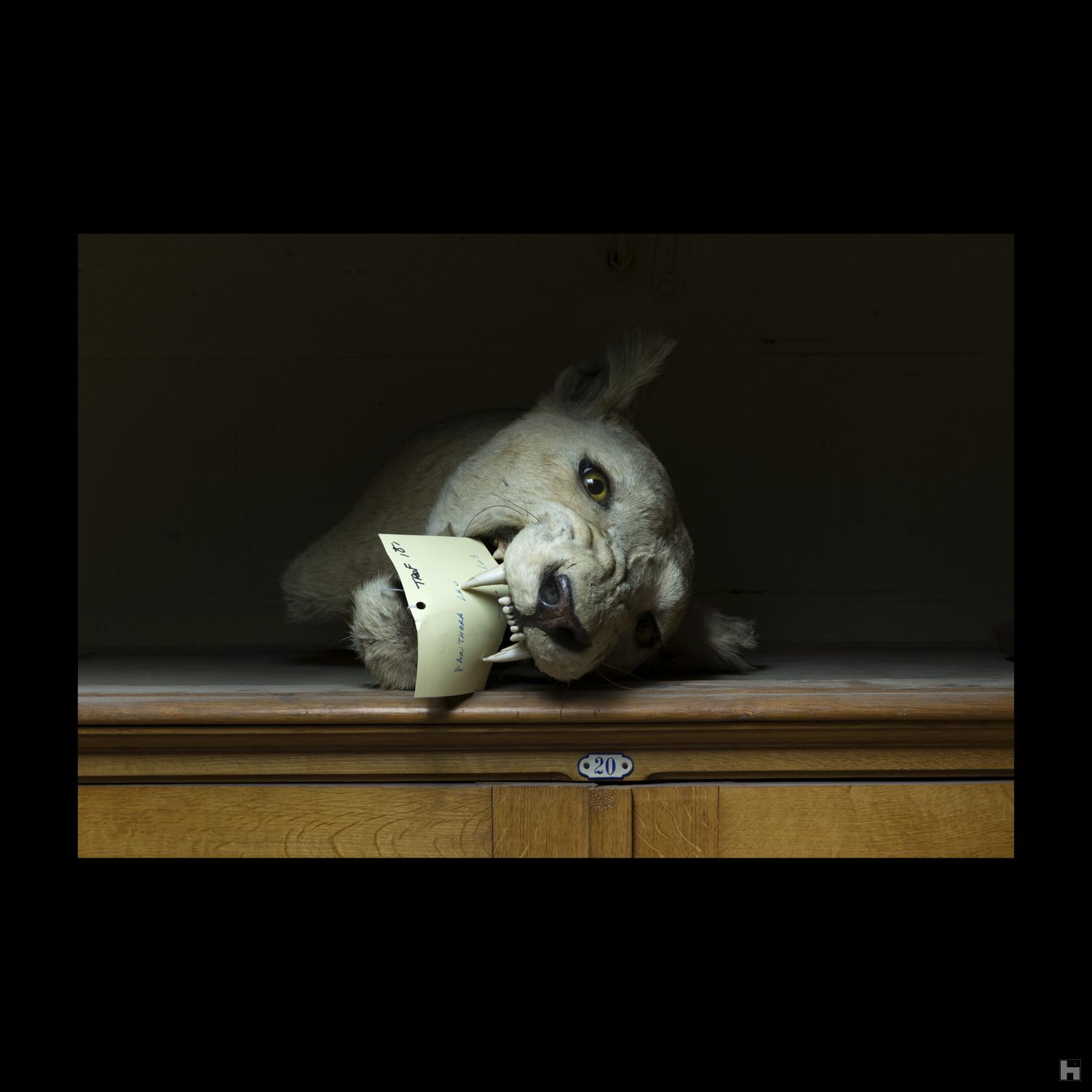 Cabinet de curiosités - Pantera Leo