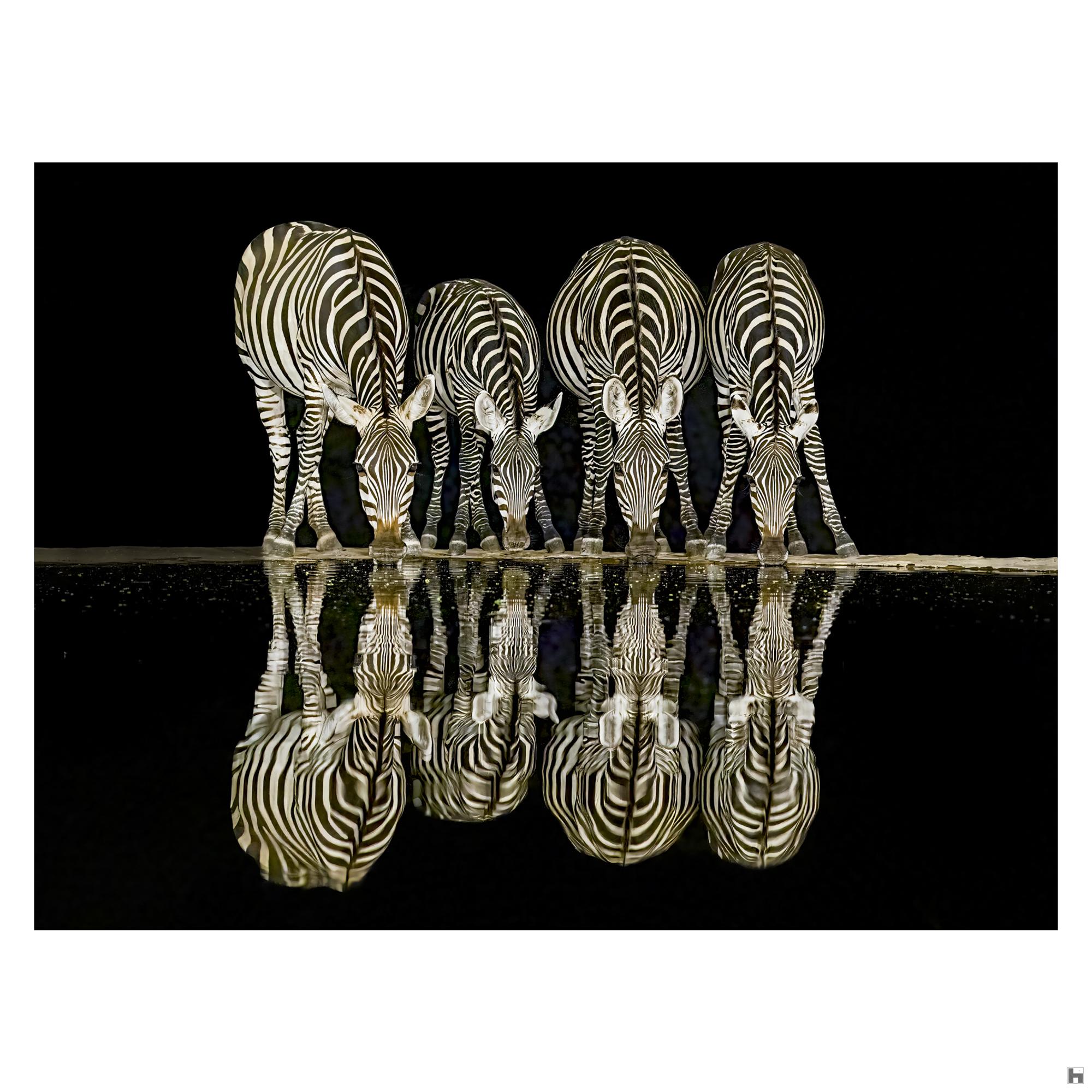 De zebra's van Lentorre