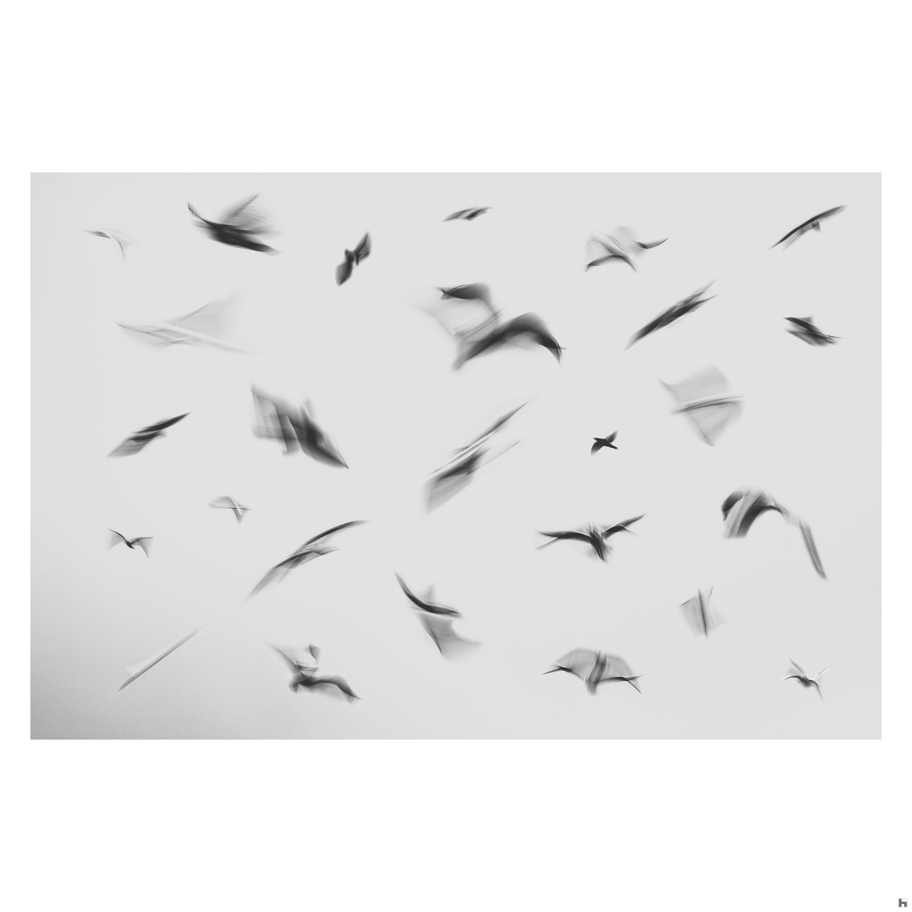 Flight Pattern est le résultat de la fusion d'un grand nombre de photos d'oiseaux en vol dans un ciel nuageux. 