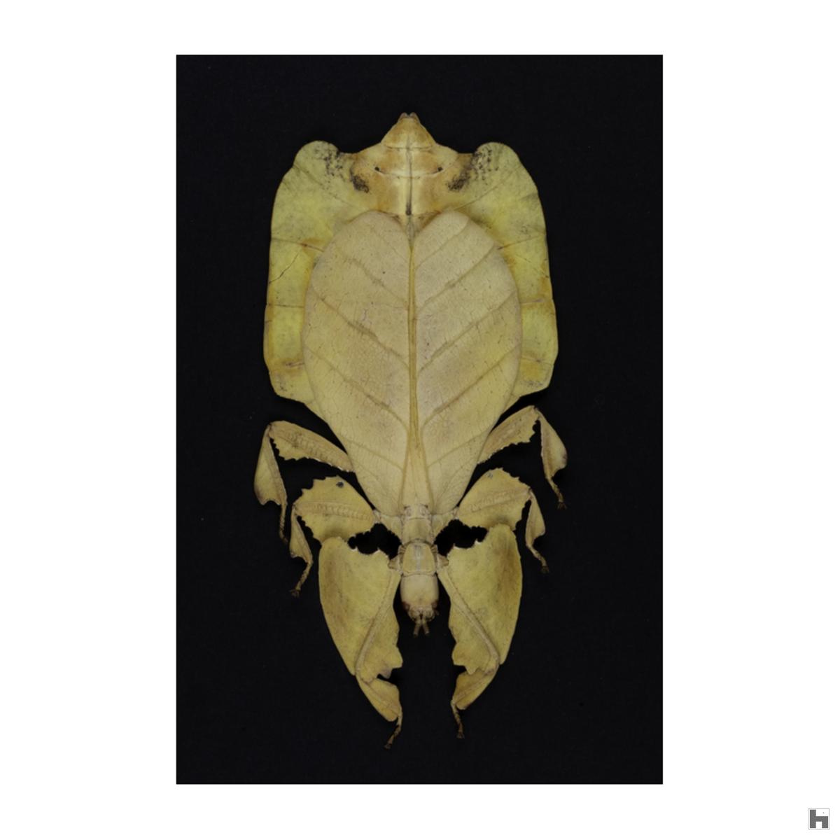 Insectum - Le masque - Phasme jaune