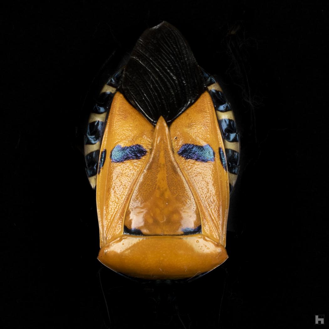 Insectum - Le masque