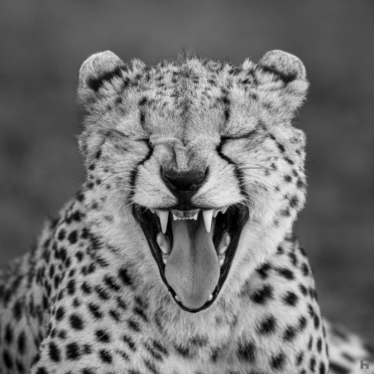 Black and white wildlife photo of a cheetah yawning.