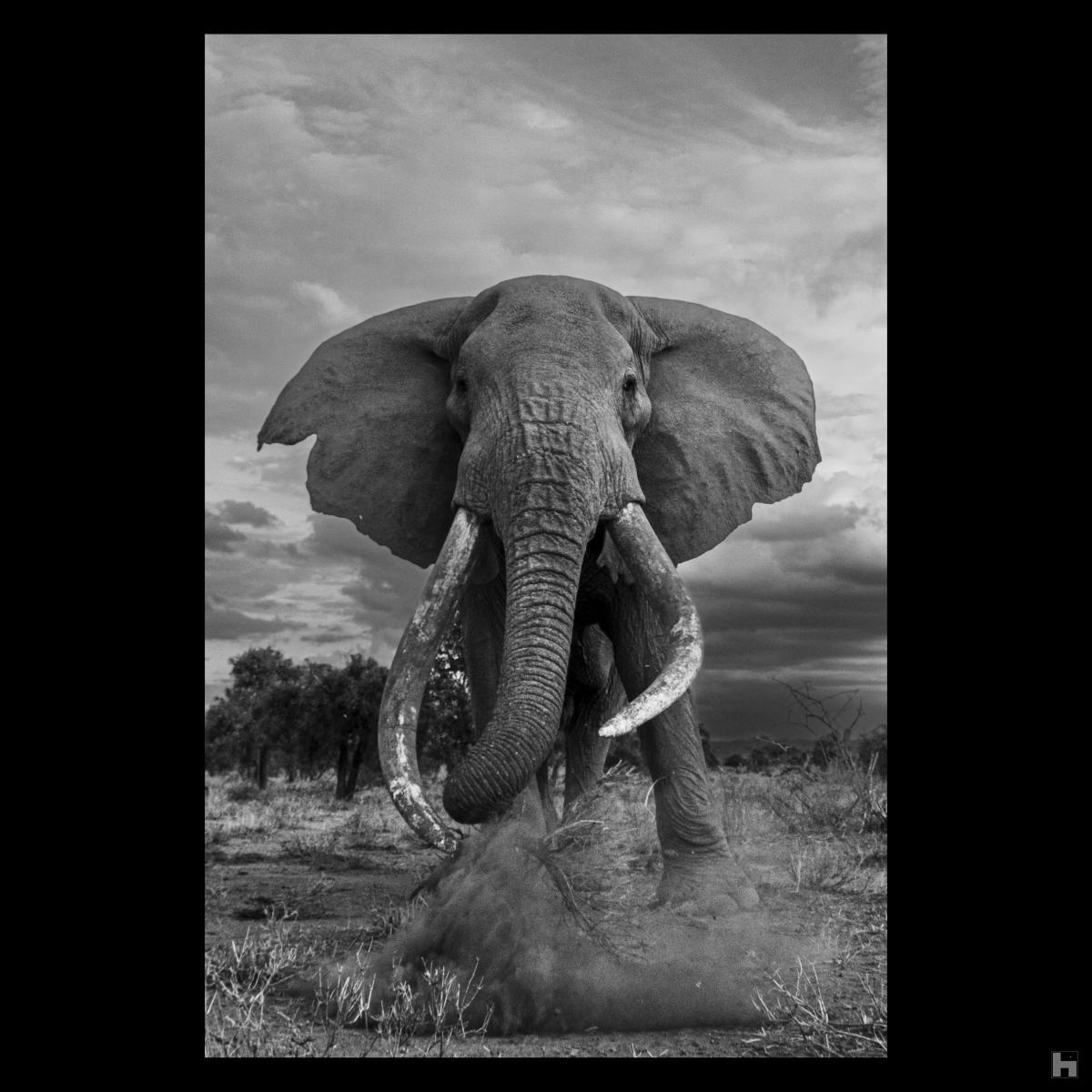 Black and white wildlife photo of Craig, one of Kenya's oldest elephants eating branches.