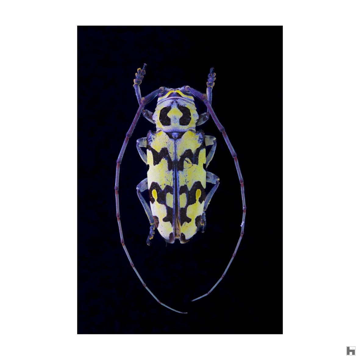 Insectum - Freadelpha Confluens - Zaïre