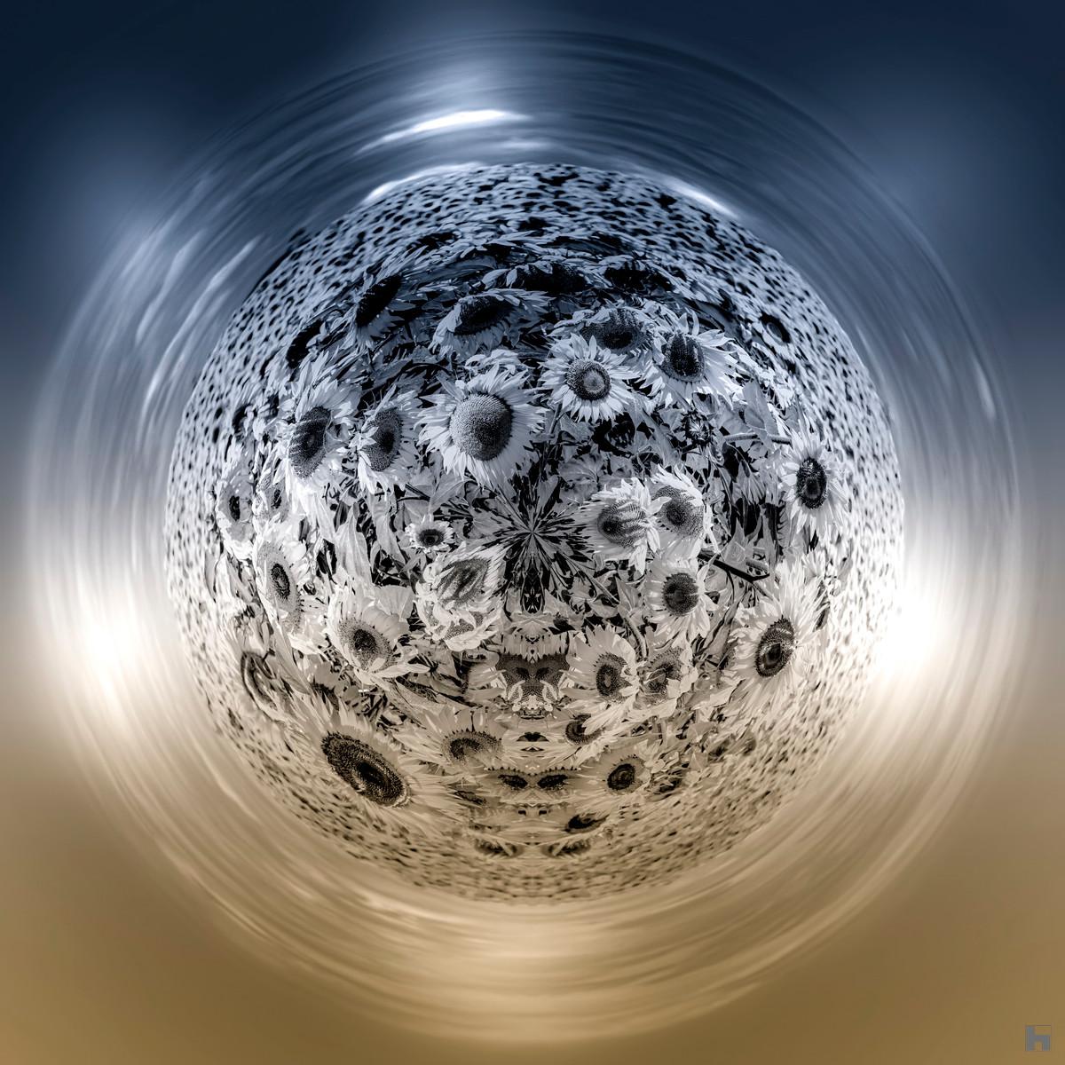 Photographie Galaxie Tournesols de Paul Marnef – tournesols en noir et blanc aux reflets bleus et orange flottant dans un univers surréaliste, tirage d’art en édition limitée