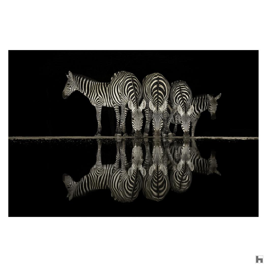 De nacht van de zebra's
