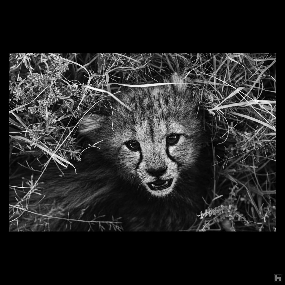 The cubs of the Masai Mara - The cheetah 