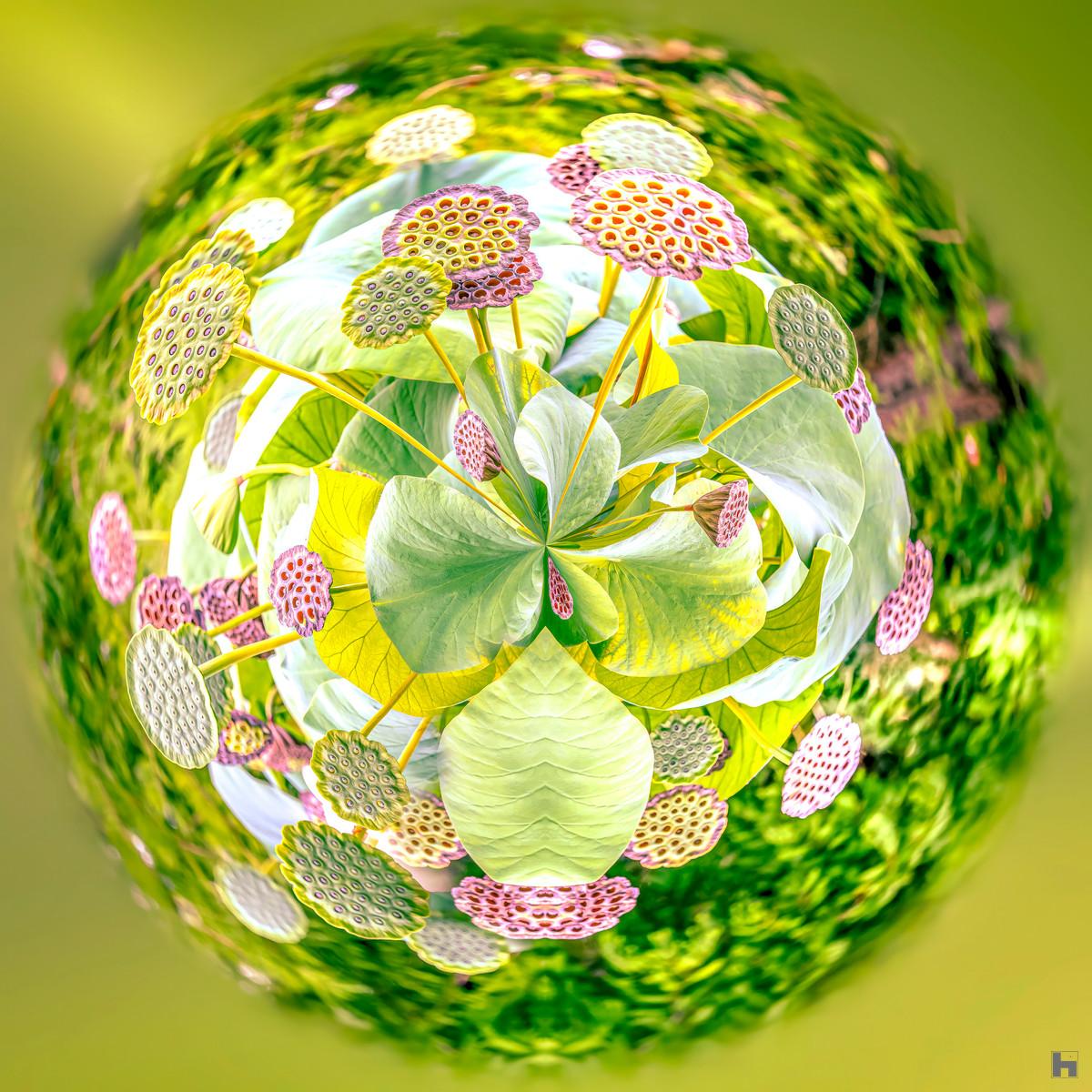 Photographie artistique "Lotus" de Paul Marnef, montrant des fleurs de lotus dans un univers circulaire et coloré, issue de la série "Planètes Imaginaires", disponible en finition Chromaluxe et en édition limitée.