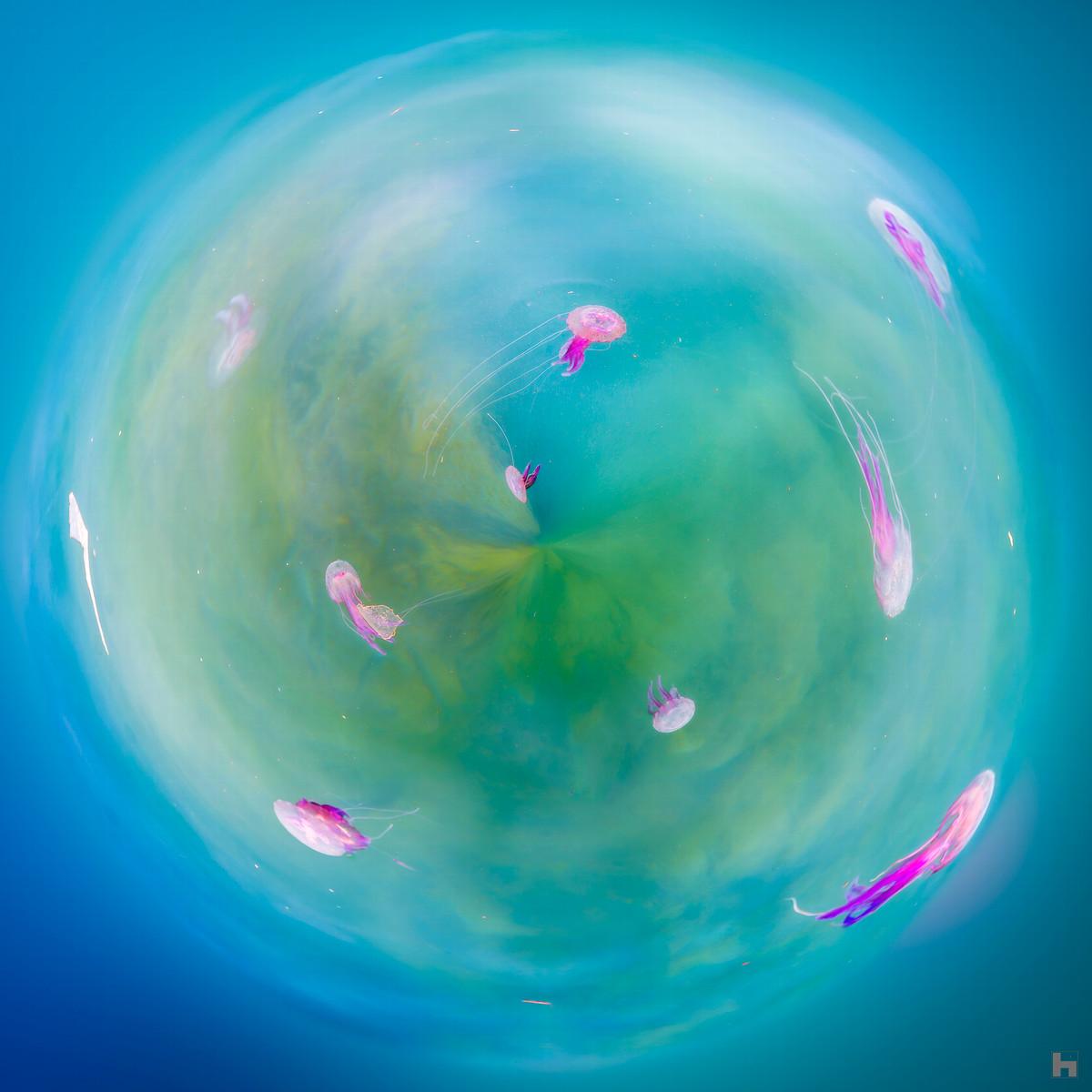 "Meduzaria - méduses roses flottant dans un univers aquatique et surréaliste par Paul Marnef."