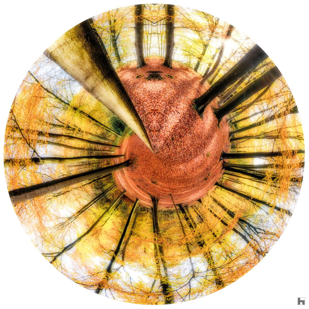 Œuvre photographique Régénération de Paul Marnef – forêt d’automne transformée en planète miniature, tirage en édition limitée finition Chromaluxe