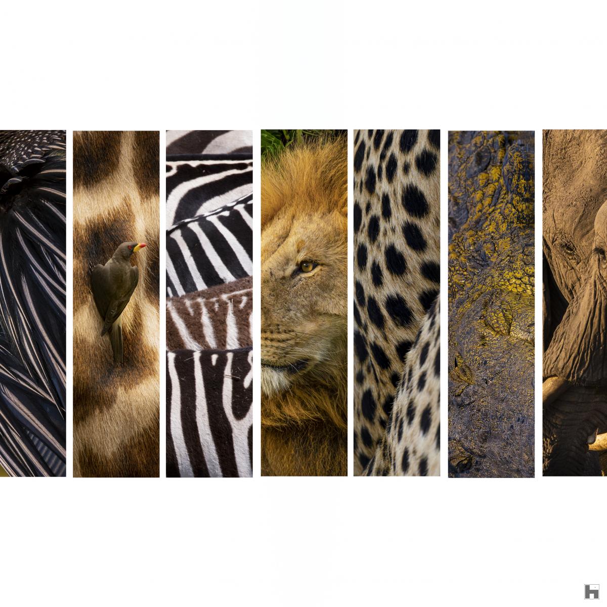 Laissez vous surprendre par le graphisme de la faune africaine