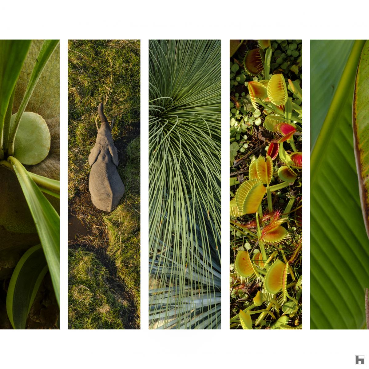 Jungle call vous emporte dans un jeu de graphisme et de texture verts offerts par la nature sauvage