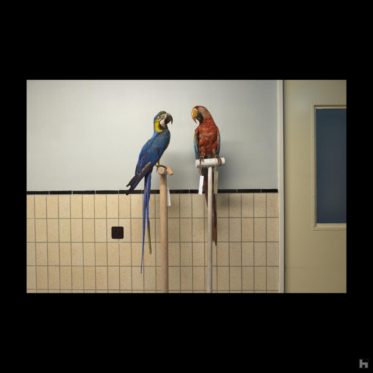 Het rariteitenkabinet- Soviet Parrots