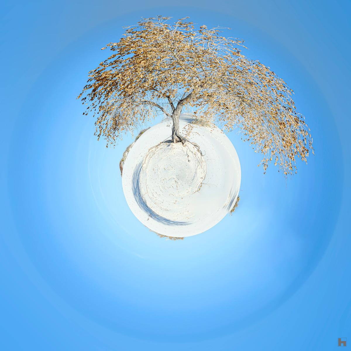 White Sands" par Paul Marnef, une photographie surréaliste d'un arbre solitaire dans un paysage sphérique au milieu des sables blancs du Nouveau-Mexique, faisant partie de sa série "Planètes Imaginaires"
