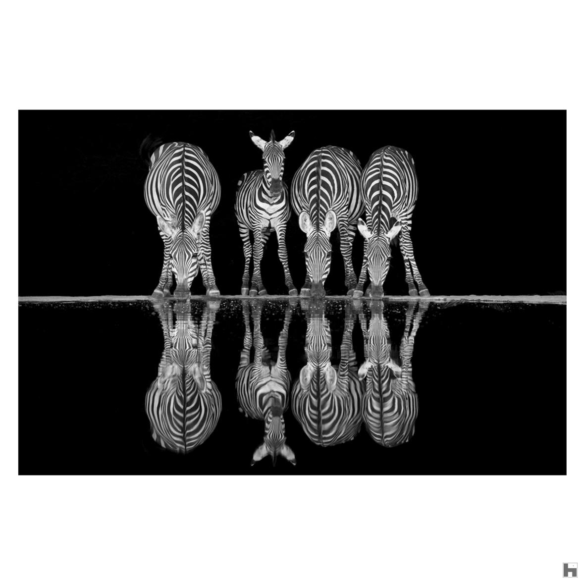 Zebra reflection