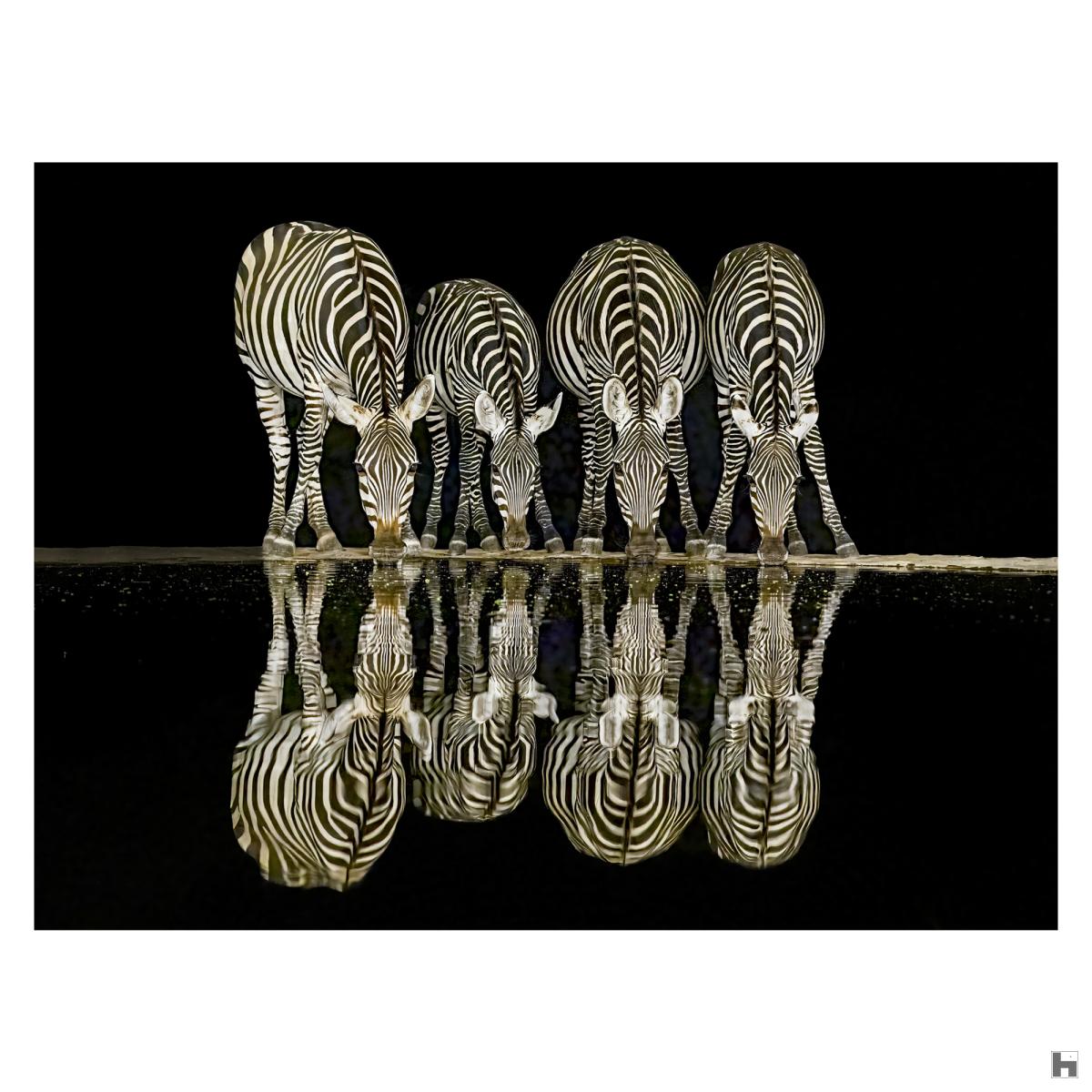 The zebras of Lentorre