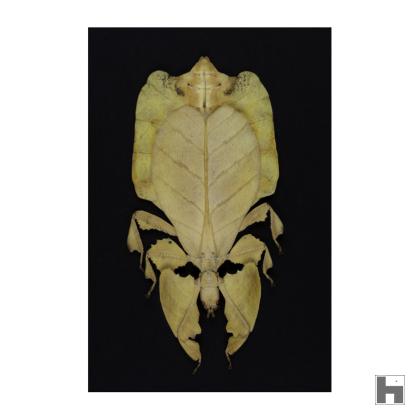 Insectum - Le masque - Phasme jaune