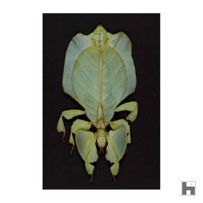 Insectum - Le masque - Phasme vert