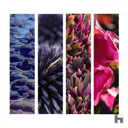 Cette composition de 4 verticalités joue la gamme des tons roses aux tons bleus dans un jeu de graphisme floral.
