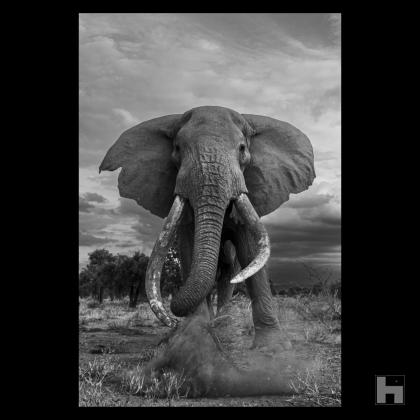 Black and white wildlife photo of Craig, one of Kenya's oldest elephants eating branches.