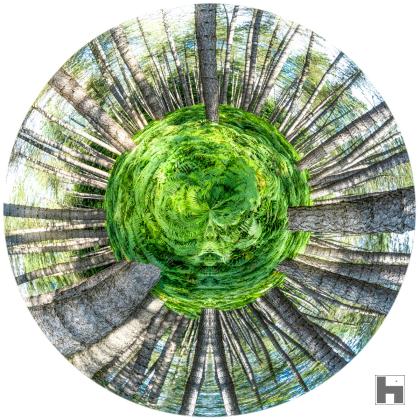Photographie Les Fougères nous Parlent de Paul Marnef – forêt sphérique avec fougères luxuriantes et arbres majestueux, tirage d’art en édition limitée